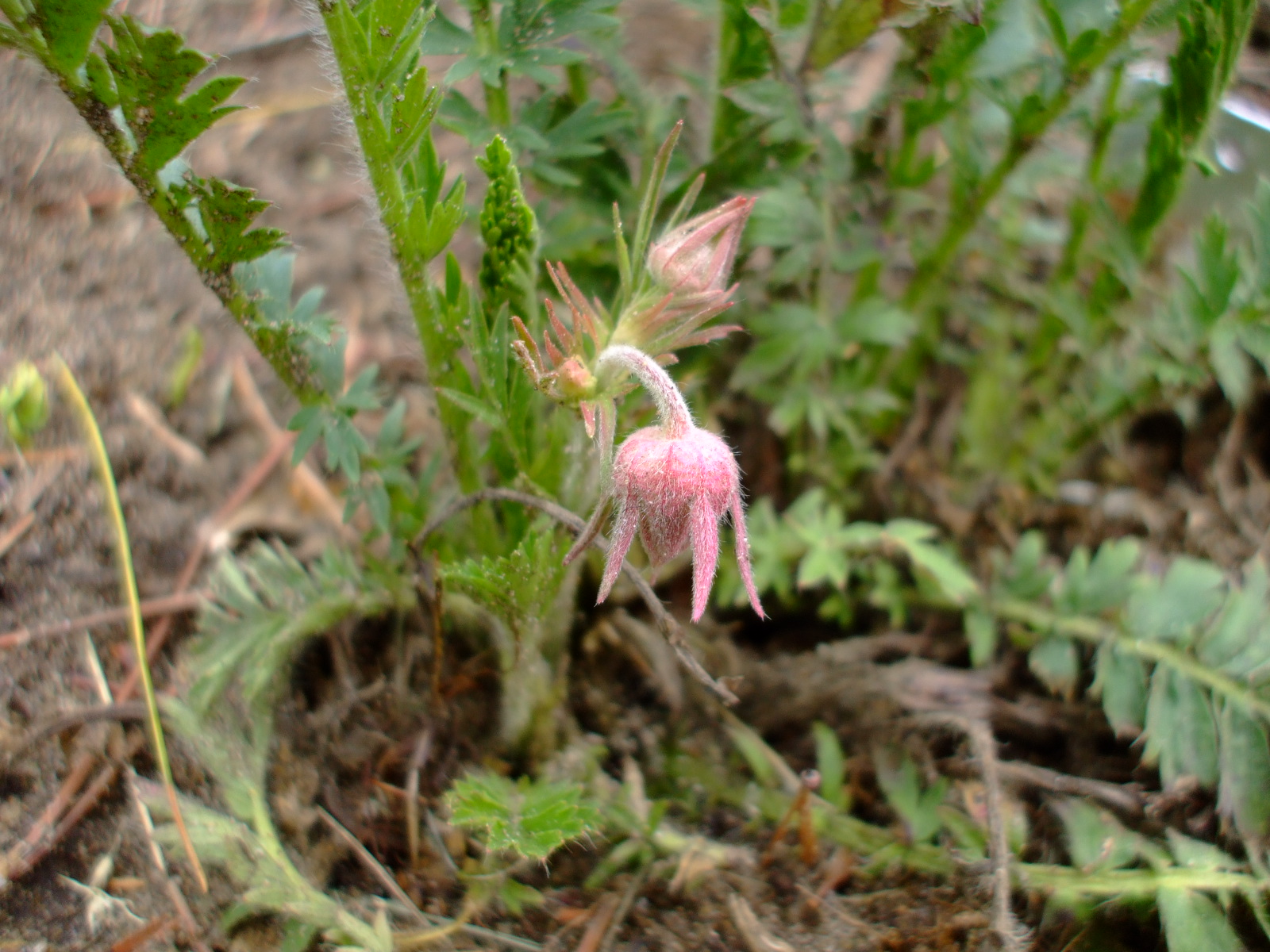Geum triflorum